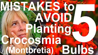 Five Mistakes to Avoid Planting and Growing Crocosmia Bulbs  Montbretia [upl. by Nalyad]