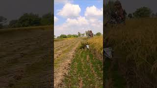 Power Tiller🚜 ll Rice cuting video🌾 short viralvideo [upl. by Dorella]