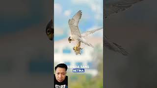 Momen langka sepasang burung Falcon motivasi faktaunik feedshorts shortsviral shortvideo [upl. by Lona]