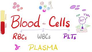 Plasma and Blood Cells RBCs WBCs and Platelets  Hematology and Physiology [upl. by Kcirttap]