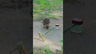 Creative DIY techniques for building quail trap shortvideo ytshorts birds [upl. by Matusow]