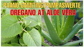 PAMPASWERTENG HALAMAN SA 2022 ANG OREGANO AT ALOE VERA ALAMIN KUNG PAANO GAWIN  Bhes Tv [upl. by Yenettirb35]