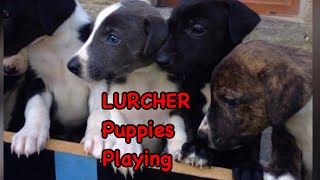 LURCHER Puppies playing and training [upl. by Vod]