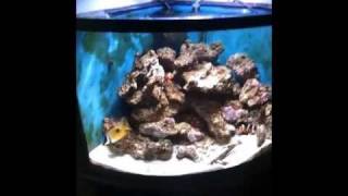 How to Introduce Zoanthids to a reef tank [upl. by Burke914]