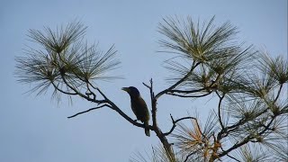 Great Barbet Call  Himachal Pradesh India [upl. by Eiramlehcar]