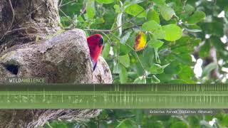 Eclectus Parrot Sounds amp Calls [upl. by Caras]