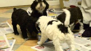 Spanish Water Dog Puppies  6 weeks old [upl. by Kathryn]