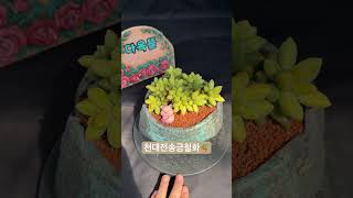 천대전송금철화Pachyphytum compactum 아프리카식물 반려식물 succulent 다육식물 plants 다육이 [upl. by Selina592]