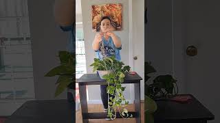 I recreated a hanging pot for my golden pothos houseplants plants shorts diy planting [upl. by Jorey]