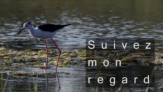 quotSuivez mon regardquot  Guillaume Gélinaud amp les oiseaux [upl. by Eillim]