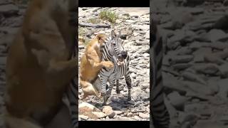 lion attack zebra eating shorts wildanimals wildlife [upl. by Garrot]