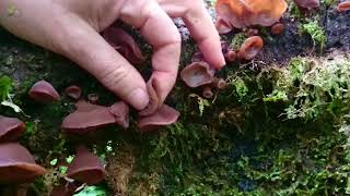 Wood Ear Auricularia auriculajudae [upl. by Niklaus]