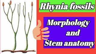 Rhynia fossils  Morphology and stem anatomy [upl. by Illa]