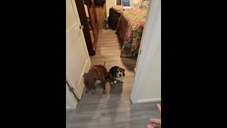 Bailee and Boomer generalizing Wait before release to Kennel [upl. by Adnaw]