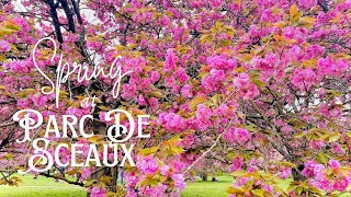 Cherry Blossoms at Parc De SCEAUX France  Less than 1 Hour Drive from PARIS  French Spring Vibes [upl. by Holden]