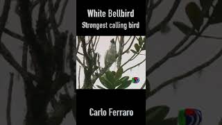 White Bellbird strongest calling bird shorts [upl. by Eceined338]