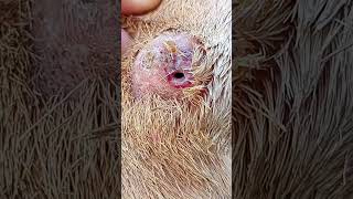 Caseous lymphadenitis in a sheep [upl. by Stedt]