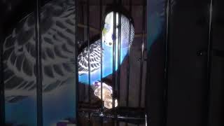 Owly Edit birds parakeet budgies [upl. by Goober733]