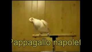 Pappagallo napoletano Cocorito [upl. by Panayiotis]