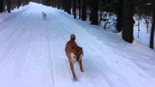 Shiba Inu running with snowmobile [upl. by Cohlette]