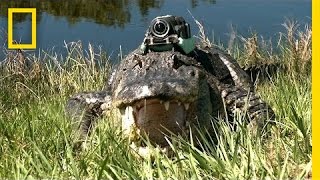 quotNarcolepticquot Alligator amp Other Gators quotFilmquot Their Day  National Geographic [upl. by Anihsat]