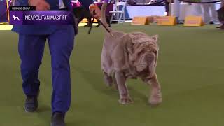 Neapolitan Mastiffs  Breed Judging 2024 [upl. by Aihsitan]