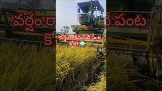 Machine Harvesting Paddy Before Rain  Efficient Farming in 2 Acres [upl. by Birmingham]