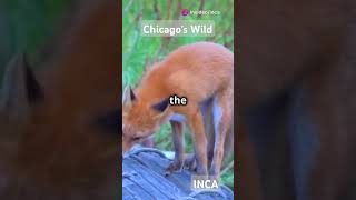 Chicagos Wildlife Wonders Illinois local natural parks tour naturepark [upl. by Nahtnahoj]