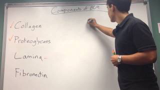 Components of ECM [upl. by Homerus]