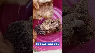 Part 2 Replenishing food for my growing beetle larvae hobbyist insects rhinocerosbeetle [upl. by Kariv]