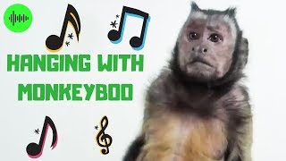 Hanging With MonkeyBoo OFFICIAL MUSIC VIDEO [upl. by Adraynek159]