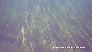 Rainbowfish on rivers current with wawing Potamogeton [upl. by Arleyne401]