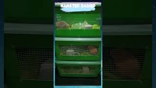 HAMSTER BABIES❤️ hamstercare hamstersshow [upl. by Eltsirc]