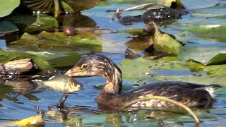 Piedbilled grebe catching a fish slow motion at burnaby lake 2020 10 06 [upl. by Leonid31]