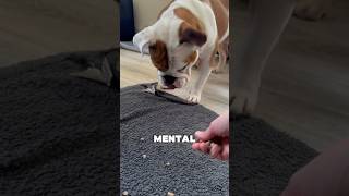 Mental stimulation for a dog englishbulldog pets dogshorts [upl. by Greene]