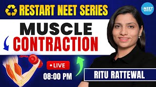 Muscle Contraction Mechanism  Locomotion and Movement  NEET Biology  Ritu Rattewal [upl. by Alburga253]