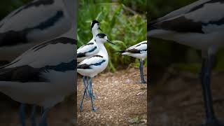 Pied Avocet birds wildlife animals wildlifebirding birdwatching forestbirds [upl. by Akimahc]