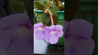 Achimenes flower flowers youtubeshorts [upl. by Acimot]