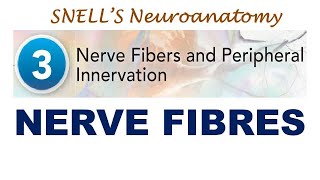 Chp03 Nerve Fibres  Mylinated amp Unmylinated Nerve Fibres  Snells NeuroAnatomy [upl. by Meirrak249]