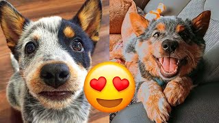 Australian Cattle Dog — Cute And Hilarious Videos And Tik Toks Compilation [upl. by Nezam]