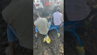 pateto shortsvideo khetibadi farmers [upl. by Einalem]