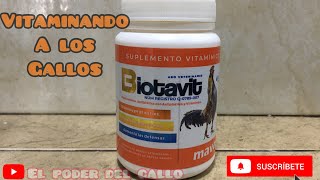 vitamina para gallos  BIOTAVIT [upl. by Gabel]