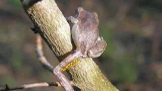 Pine Woods Treefrog [upl. by Llednek679]