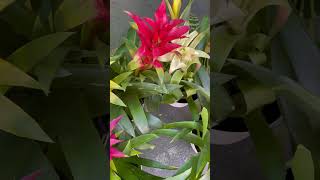 Bromelias plants shortvideo indoorplants jardin [upl. by Terti]