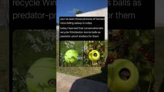 This Is How Wimbledon Tennis Balls Are Recycled Into Safe Havens [upl. by Rufus]