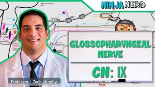 Neurology  Glossopharyngeal Nerve Cranial Nerve IX [upl. by Binette474]