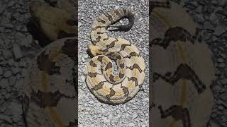 Canebrake Rattlesnake [upl. by Gilroy]