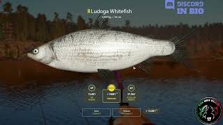 Ladoga Lake spot Trophy Ludoga Whitefish  33  Russian Fishing 4  RF4 [upl. by Winchester]