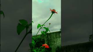 Tithoniya🌷Beautiful Flawer🌸GardeningshortsYoutubeshortsmysoulingreenSujatashahdeo [upl. by Eixor40]