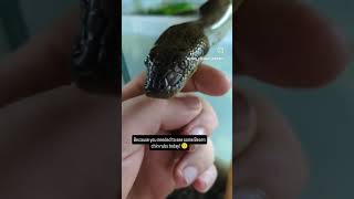 Beorn the Anaconda enjoying some chin rubs isnt he adorable 😍 anaconda snake [upl. by Enilatan]